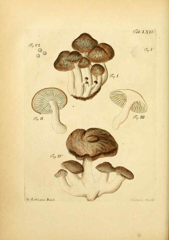 Reproducción/Reproduction 6256897681: Fungorum qui in Bavaria et Palatinatu circa Ratisbonam nascuntur icones, nativis coloribus expressae. v.1-2. Erlangae,Apud J.J. Palmium,1800