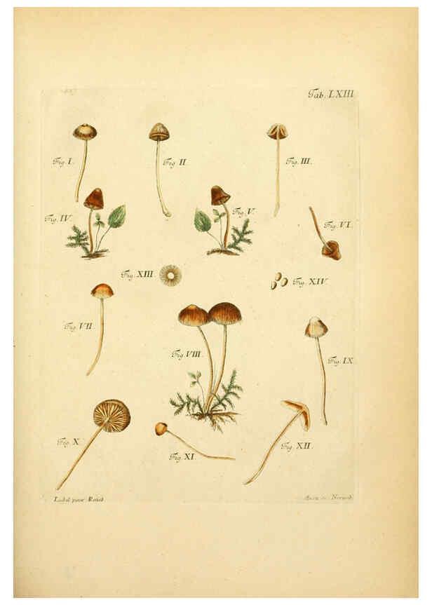 Reproducción/Reproduction 6256897503: Fungorum qui in Bavaria et Palatinatu circa Ratisbonam nascuntur icones, nativis coloribus expressae. v.1-2. Erlangae,Apud J.J. Palmium,1800