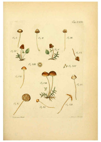 Reproducción/Reproduction 6256897503: Fungorum qui in Bavaria et Palatinatu circa Ratisbonam nascuntur icones, nativis coloribus expressae. v.1-2. Erlangae,Apud J.J. Palmium,1800