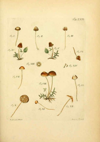 Reproducción/Reproduction 6256897503: Fungorum qui in Bavaria et Palatinatu circa Ratisbonam nascuntur icones, nativis coloribus expressae. v.1-2. Erlangae,Apud J.J. Palmium,1800
