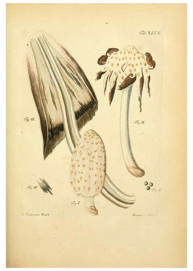 Reproducción/Reproduction 6256893137: Fungorum qui in Bavaria et Palatinatu circa Ratisbonam nascuntur icones, nativis coloribus expressae. v.1-2. Erlangae,Apud J.J. Palmium,1800