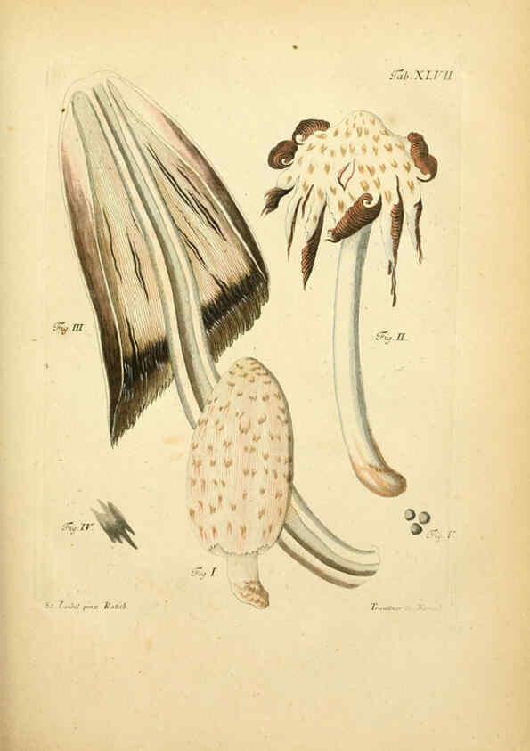 Reproducción/Reproduction 6256893137: Fungorum qui in Bavaria et Palatinatu circa Ratisbonam nascuntur icones, nativis coloribus expressae. v.1-2. Erlangae,Apud J.J. Palmium,1800