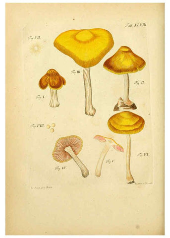 Reproducción/Reproduction 6257423138: Fungorum qui in Bavaria et Palatinatu circa Ratisbonam nascuntur icones, nativis coloribus expressae. v.1-2. Erlangae,Apud J.J. Palmium,1800