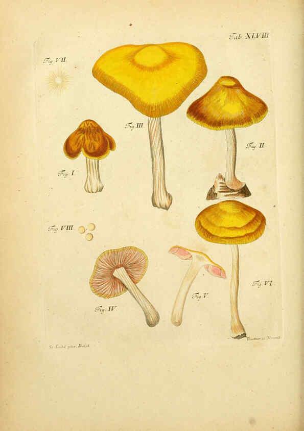 Reproducción/Reproduction 6257423138: Fungorum qui in Bavaria et Palatinatu circa Ratisbonam nascuntur icones, nativis coloribus expressae. v.1-2. Erlangae,Apud J.J. Palmium,1800