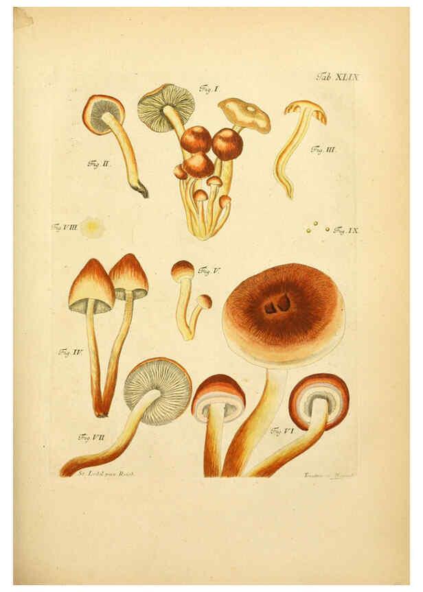 Reproducción/Reproduction 6257423418: Fungorum qui in Bavaria et Palatinatu circa Ratisbonam nascuntur icones, nativis coloribus expressae. v.1-2. Erlangae,Apud J.J. Palmium,1800