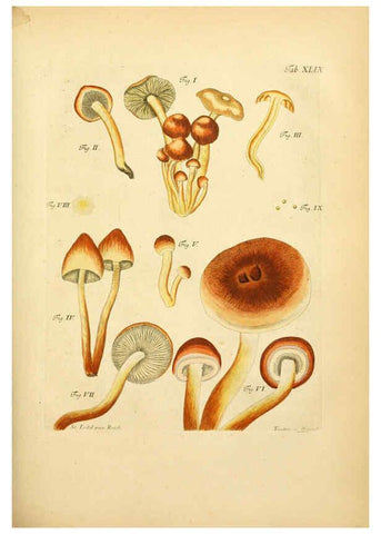 Reproducción/Reproduction 6257423418: Fungorum qui in Bavaria et Palatinatu circa Ratisbonam nascuntur icones, nativis coloribus expressae. v.1-2. Erlangae,Apud J.J. Palmium,1800