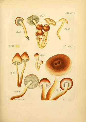 Reproducción/Reproduction 6257423418: Fungorum qui in Bavaria et Palatinatu circa Ratisbonam nascuntur icones, nativis coloribus expressae. v.1-2. Erlangae,Apud J.J. Palmium,1800