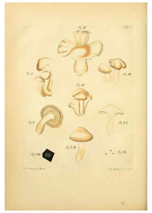 Reproducción/Reproduction 6257423688: Fungorum qui in Bavaria et Palatinatu circa Ratisbonam nascuntur icones, nativis coloribus expressae. v.1-2. Erlangae,Apud J.J. Palmium,1800