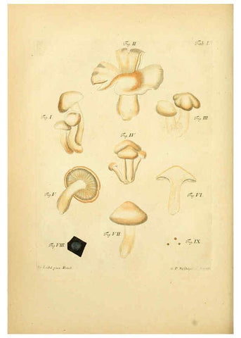 Reproducción/Reproduction 6257423688: Fungorum qui in Bavaria et Palatinatu circa Ratisbonam nascuntur icones, nativis coloribus expressae. v.1-2. Erlangae,Apud J.J. Palmium,1800