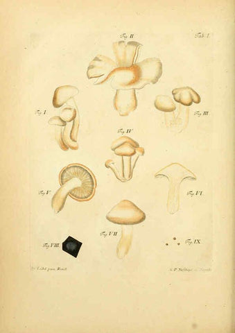 Reproducción/Reproduction 6257423688: Fungorum qui in Bavaria et Palatinatu circa Ratisbonam nascuntur icones, nativis coloribus expressae. v.1-2. Erlangae,Apud J.J. Palmium,1800