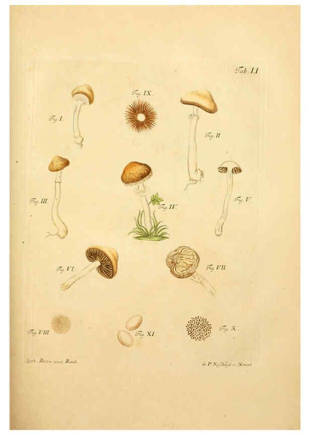 Reproducción/Reproduction 6257423984: Fungorum qui in Bavaria et Palatinatu circa Ratisbonam nascuntur icones, nativis coloribus expressae. v.1-2. Erlangae,Apud J.J. Palmium,1800