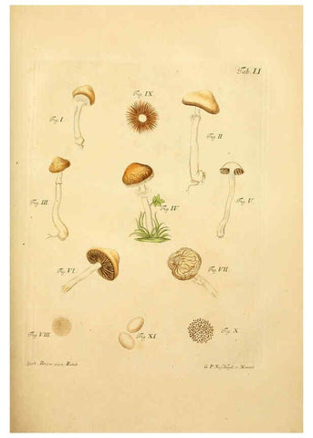 Reproducción/Reproduction 6257423984: Fungorum qui in Bavaria et Palatinatu circa Ratisbonam nascuntur icones, nativis coloribus expressae. v.1-2. Erlangae,Apud J.J. Palmium,1800