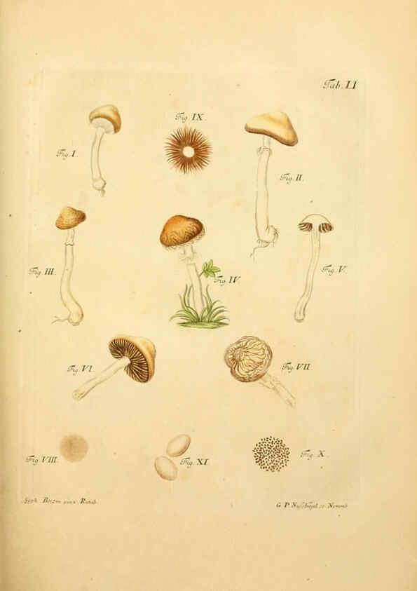 Reproducción/Reproduction 6257423984: Fungorum qui in Bavaria et Palatinatu circa Ratisbonam nascuntur icones, nativis coloribus expressae. v.1-2. Erlangae,Apud J.J. Palmium,1800