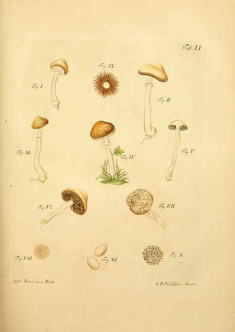 Reproducción/Reproduction 6257423984: Fungorum qui in Bavaria et Palatinatu circa Ratisbonam nascuntur icones, nativis coloribus expressae. v.1-2. Erlangae,Apud J.J. Palmium,1800