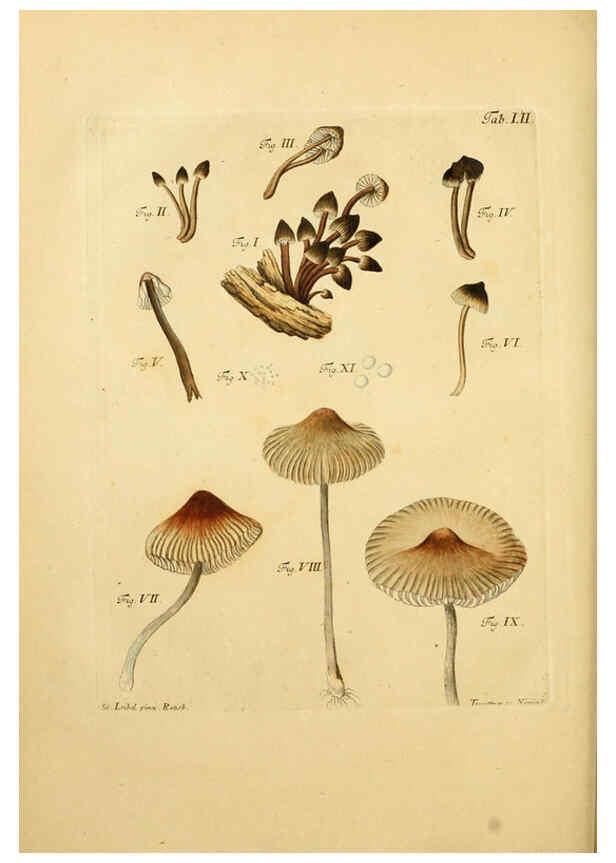 Reproducción/Reproduction 6256894477: Fungorum qui in Bavaria et Palatinatu circa Ratisbonam nascuntur icones, nativis coloribus expressae. v.1-2. Erlangae,Apud J.J. Palmium,1800
