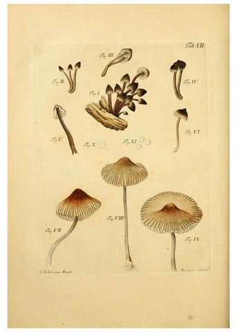 Reproducción/Reproduction 6256894477: Fungorum qui in Bavaria et Palatinatu circa Ratisbonam nascuntur icones, nativis coloribus expressae. v.1-2. Erlangae,Apud J.J. Palmium,1800