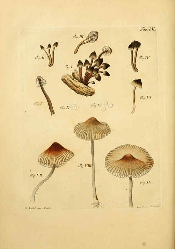 Reproducción/Reproduction 6256894477: Fungorum qui in Bavaria et Palatinatu circa Ratisbonam nascuntur icones, nativis coloribus expressae. v.1-2. Erlangae,Apud J.J. Palmium,1800