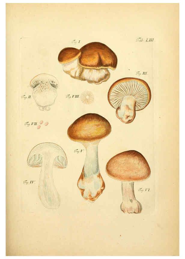 Reproducción/Reproduction 6257424482: Fungorum qui in Bavaria et Palatinatu circa Ratisbonam nascuntur icones, nativis coloribus expressae. v.1-2. Erlangae,Apud J.J. Palmium,1800