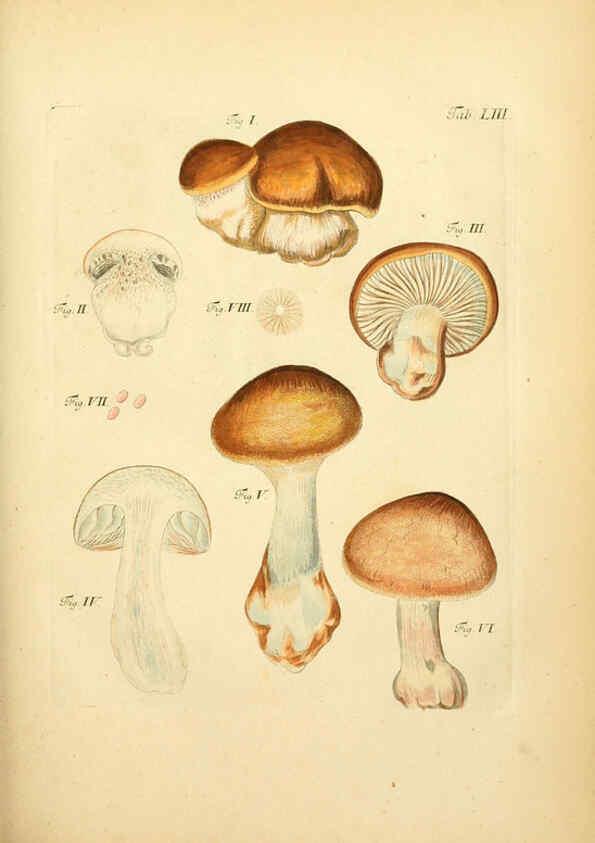 Reproducción/Reproduction 6257424482: Fungorum qui in Bavaria et Palatinatu circa Ratisbonam nascuntur icones, nativis coloribus expressae. v.1-2. Erlangae,Apud J.J. Palmium,1800