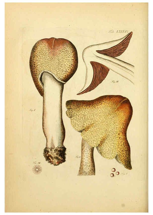 Reproducción/Reproduction 6257431992: Fungorum qui in Bavaria et Palatinatu circa Ratisbonam nascuntur icones, nativis coloribus expressae. v.1-2. Erlangae,Apud J.J. Palmium,1800