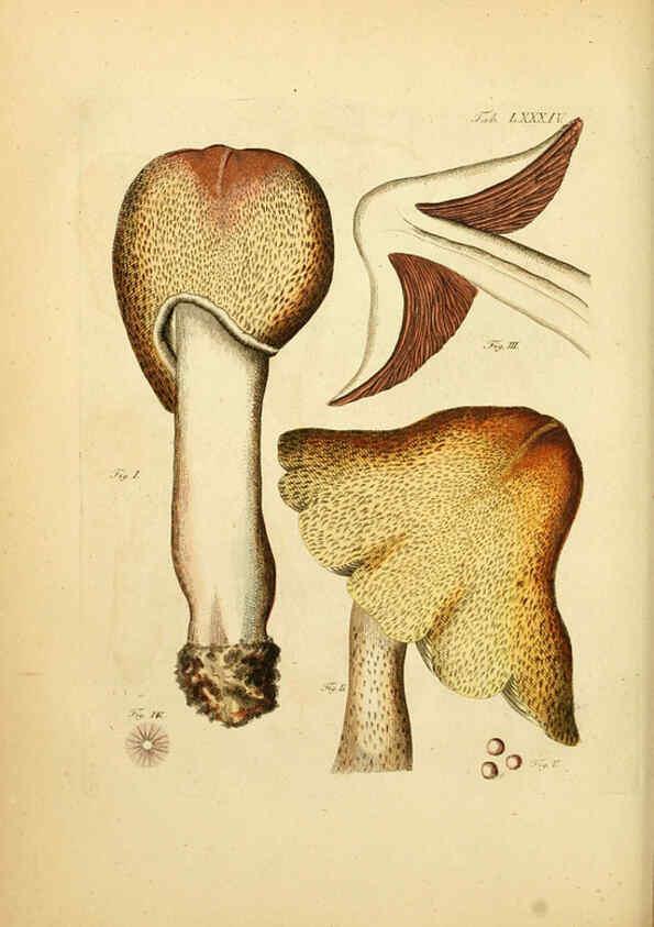 Reproducción/Reproduction 6257431992: Fungorum qui in Bavaria et Palatinatu circa Ratisbonam nascuntur icones, nativis coloribus expressae. v.1-2. Erlangae,Apud J.J. Palmium,1800