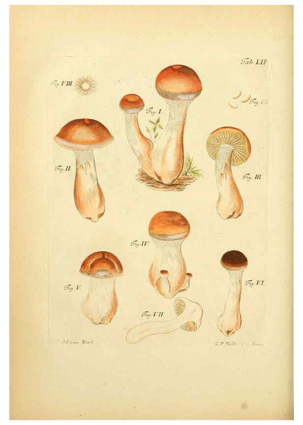 Reproducción/Reproduction 6256895213: Fungorum qui in Bavaria et Palatinatu circa Ratisbonam nascuntur icones, nativis coloribus expressae. v.1-2. Erlangae,Apud J.J. Palmium,1800