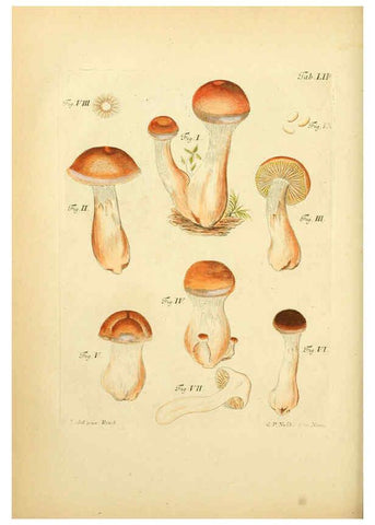 Reproducción/Reproduction 6256895213: Fungorum qui in Bavaria et Palatinatu circa Ratisbonam nascuntur icones, nativis coloribus expressae. v.1-2. Erlangae,Apud J.J. Palmium,1800