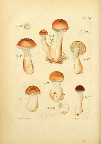 Reproducción/Reproduction 6256895213: Fungorum qui in Bavaria et Palatinatu circa Ratisbonam nascuntur icones, nativis coloribus expressae. v.1-2. Erlangae,Apud J.J. Palmium,1800