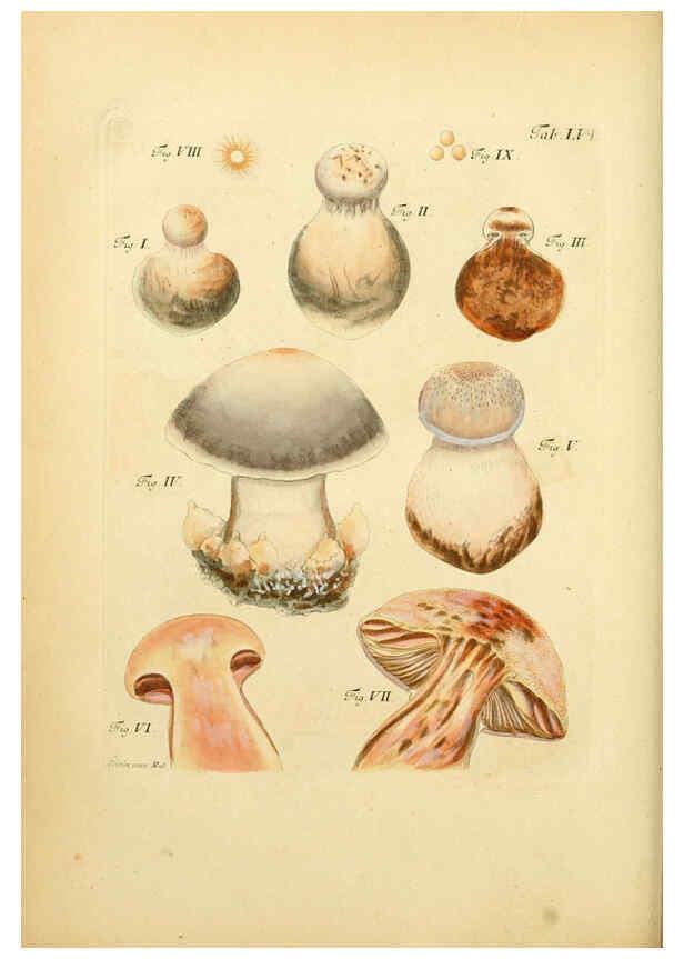 Reproducción/Reproduction 6257425434: Fungorum qui in Bavaria et Palatinatu circa Ratisbonam nascuntur icones, nativis coloribus expressae. v.1-2. Erlangae,Apud J.J. Palmium,1800