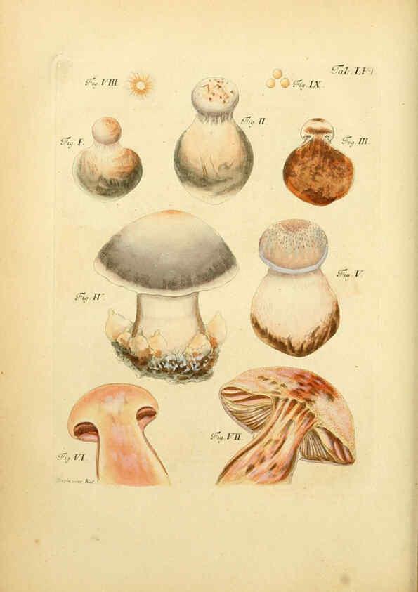 Reproducción/Reproduction 6257425434: Fungorum qui in Bavaria et Palatinatu circa Ratisbonam nascuntur icones, nativis coloribus expressae. v.1-2. Erlangae,Apud J.J. Palmium,1800