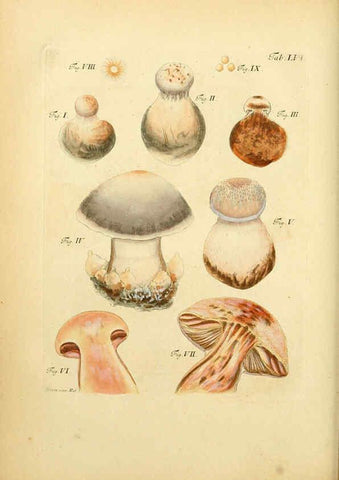 Reproducción/Reproduction 6257425434: Fungorum qui in Bavaria et Palatinatu circa Ratisbonam nascuntur icones, nativis coloribus expressae. v.1-2. Erlangae,Apud J.J. Palmium,1800