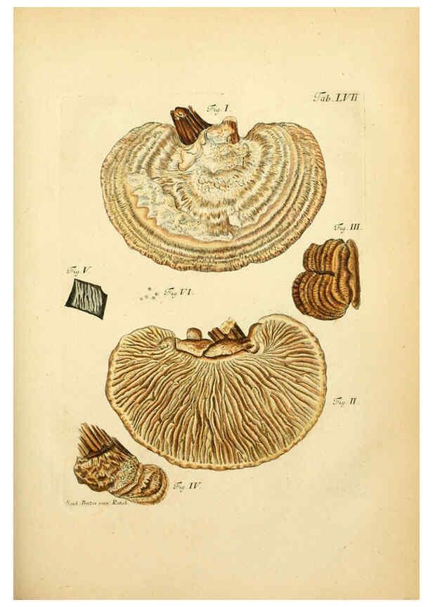 Reproducción/Reproduction 6256895955: Fungorum qui in Bavaria et Palatinatu circa Ratisbonam nascuntur icones, nativis coloribus expressae. v.1-2. Erlangae,Apud J.J. Palmium,1800