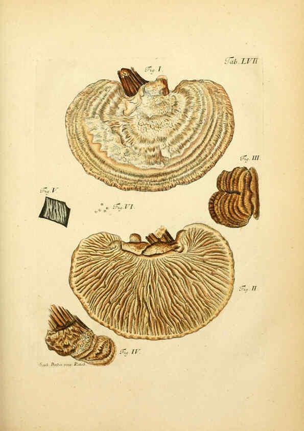 Reproducción/Reproduction 6256895955: Fungorum qui in Bavaria et Palatinatu circa Ratisbonam nascuntur icones, nativis coloribus expressae. v.1-2. Erlangae,Apud J.J. Palmium,1800