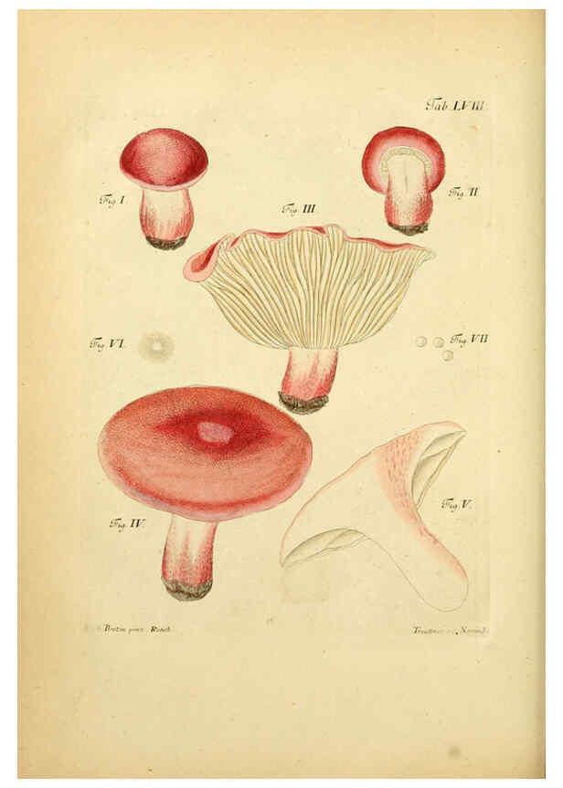 Reproducción/Reproduction 6256896271: Fungorum qui in Bavaria et Palatinatu circa Ratisbonam nascuntur icones, nativis coloribus expressae. v.1-2. Erlangae,Apud J.J. Palmium,1800
