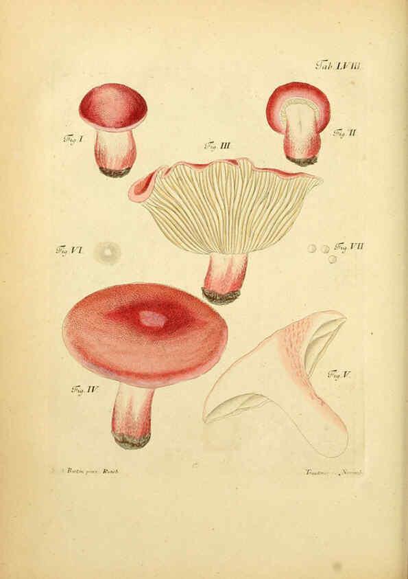 Reproducción/Reproduction 6256896271: Fungorum qui in Bavaria et Palatinatu circa Ratisbonam nascuntur icones, nativis coloribus expressae. v.1-2. Erlangae,Apud J.J. Palmium,1800