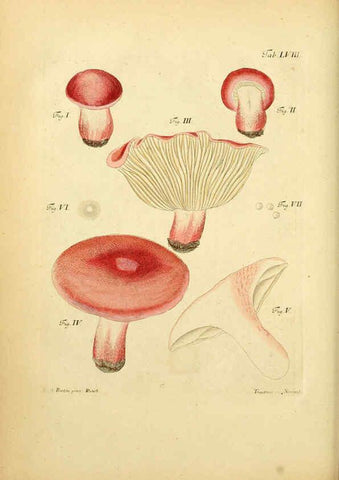 Reproducción/Reproduction 6256896271: Fungorum qui in Bavaria et Palatinatu circa Ratisbonam nascuntur icones, nativis coloribus expressae. v.1-2. Erlangae,Apud J.J. Palmium,1800
