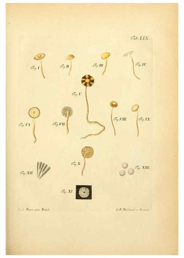 Reproducción/Reproduction 6257426380: Fungorum qui in Bavaria et Palatinatu circa Ratisbonam nascuntur icones, nativis coloribus expressae. v.1-2. Erlangae,Apud J.J. Palmium,1800