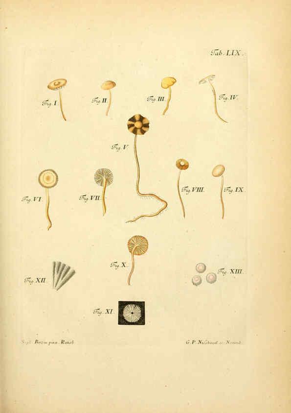 Reproducción/Reproduction 6257426380: Fungorum qui in Bavaria et Palatinatu circa Ratisbonam nascuntur icones, nativis coloribus expressae. v.1-2. Erlangae,Apud J.J. Palmium,1800
