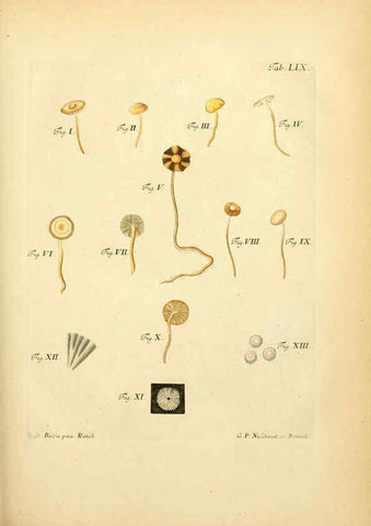 Reproducción/Reproduction 6257426380: Fungorum qui in Bavaria et Palatinatu circa Ratisbonam nascuntur icones, nativis coloribus expressae. v.1-2. Erlangae,Apud J.J. Palmium,1800