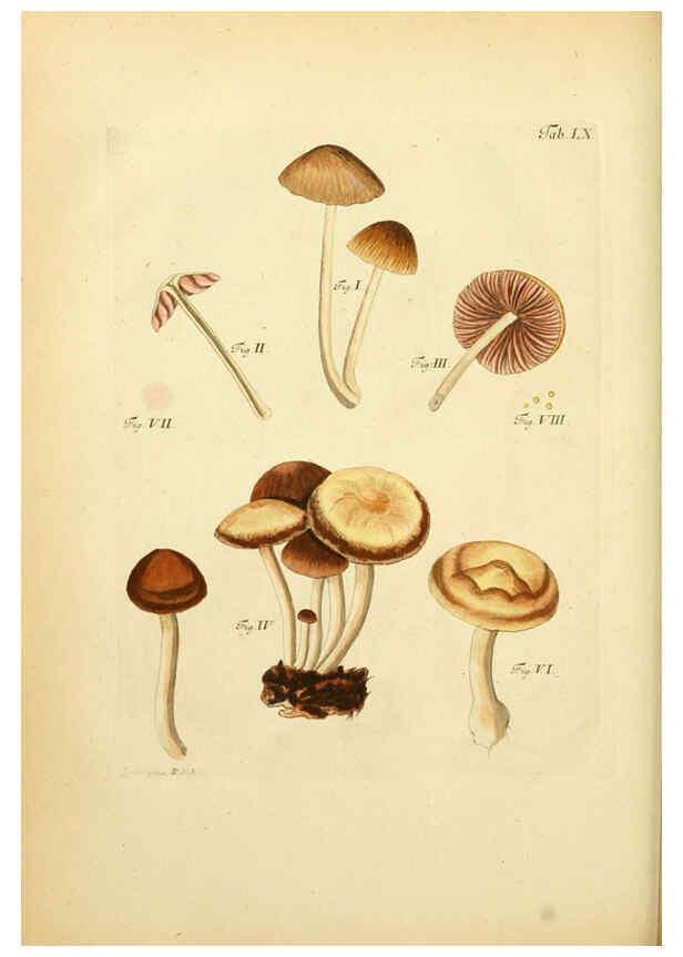 Reproducción/Reproduction 6256896789: Fungorum qui in Bavaria et Palatinatu circa Ratisbonam nascuntur icones, nativis coloribus expressae. v.1-2. Erlangae,Apud J.J. Palmium,1800