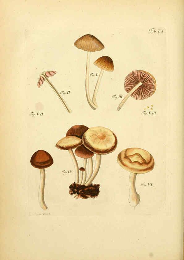 Reproducción/Reproduction 6256896789: Fungorum qui in Bavaria et Palatinatu circa Ratisbonam nascuntur icones, nativis coloribus expressae. v.1-2. Erlangae,Apud J.J. Palmium,1800