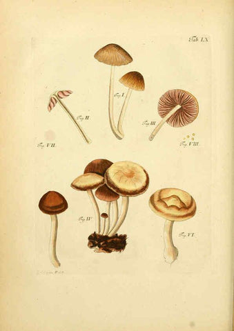 Reproducción/Reproduction 6256896789: Fungorum qui in Bavaria et Palatinatu circa Ratisbonam nascuntur icones, nativis coloribus expressae. v.1-2. Erlangae,Apud J.J. Palmium,1800