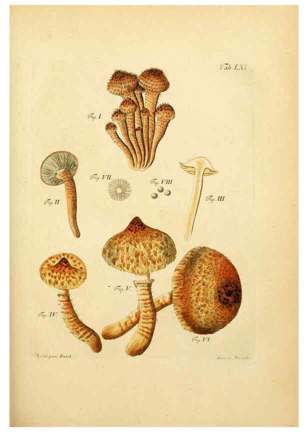Reproducción/Reproduction 6256896989: Fungorum qui in Bavaria et Palatinatu circa Ratisbonam nascuntur icones, nativis coloribus expressae. v.1-2. Erlangae,Apud J.J. Palmium,1800