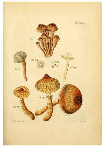 Reproducción/Reproduction 6256896989: Fungorum qui in Bavaria et Palatinatu circa Ratisbonam nascuntur icones, nativis coloribus expressae. v.1-2. Erlangae,Apud J.J. Palmium,1800