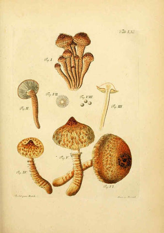 Reproducción/Reproduction 6256896989: Fungorum qui in Bavaria et Palatinatu circa Ratisbonam nascuntur icones, nativis coloribus expressae. v.1-2. Erlangae,Apud J.J. Palmium,1800