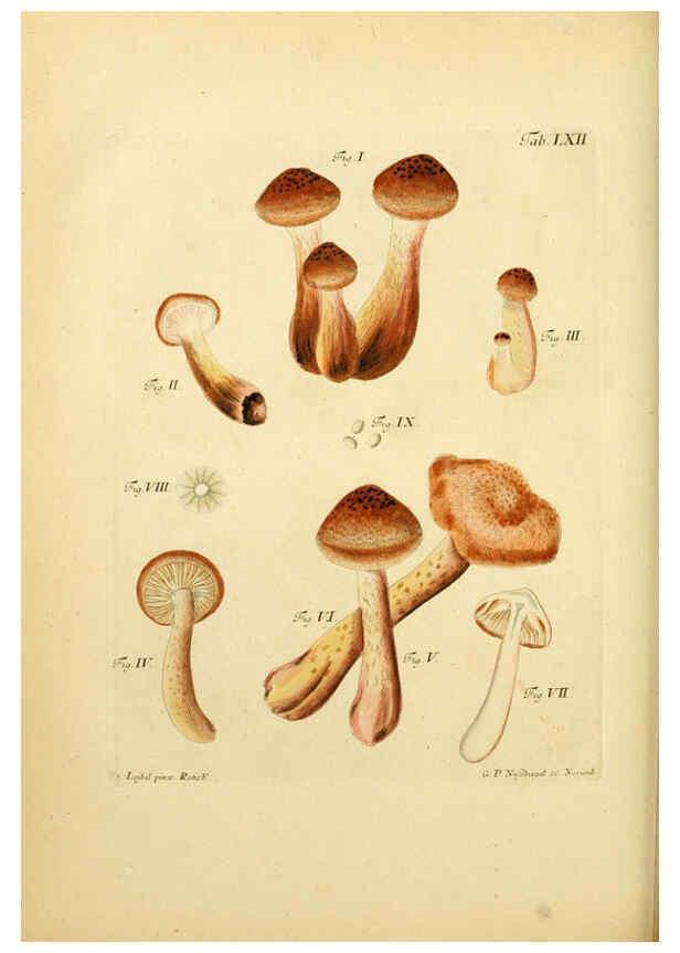 Reproducción/Reproduction 6256897203: Fungorum qui in Bavaria et Palatinatu circa Ratisbonam nascuntur icones, nativis coloribus expressae. v.1-2. Erlangae,Apud J.J. Palmium,1800