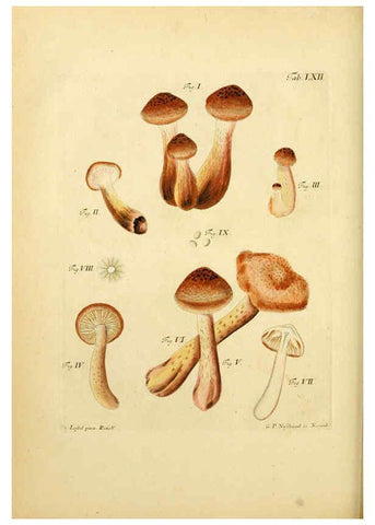 Reproducción/Reproduction 6256897203: Fungorum qui in Bavaria et Palatinatu circa Ratisbonam nascuntur icones, nativis coloribus expressae. v.1-2. Erlangae,Apud J.J. Palmium,1800