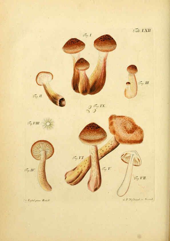 Reproducción/Reproduction 6256897203: Fungorum qui in Bavaria et Palatinatu circa Ratisbonam nascuntur icones, nativis coloribus expressae. v.1-2. Erlangae,Apud J.J. Palmium,1800