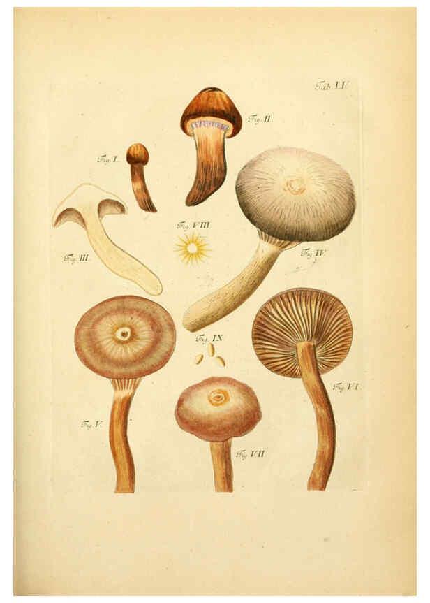 Reproducción/Reproduction 6257425200: Fungorum qui in Bavaria et Palatinatu circa Ratisbonam nascuntur icones, nativis coloribus expressae. v.1-2. Erlangae,Apud J.J. Palmium,1800