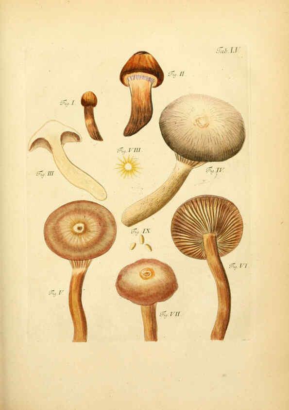 Reproducción/Reproduction 6257425200: Fungorum qui in Bavaria et Palatinatu circa Ratisbonam nascuntur icones, nativis coloribus expressae. v.1-2. Erlangae,Apud J.J. Palmium,1800
